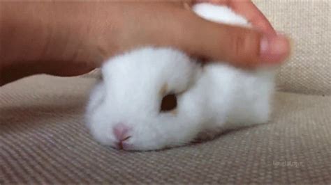 Cutest Bunnies Of The Week In 30 Seconds This Cute Animal