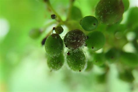 Peronospora Della Vite Quando Trattare Come Intervenire