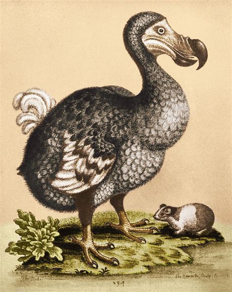 Dodo Flightless Bird Extinct Photograph By George Holton Pixels