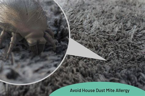 How To Avoid House Dust Mite Allergy - My Fair Cleaning