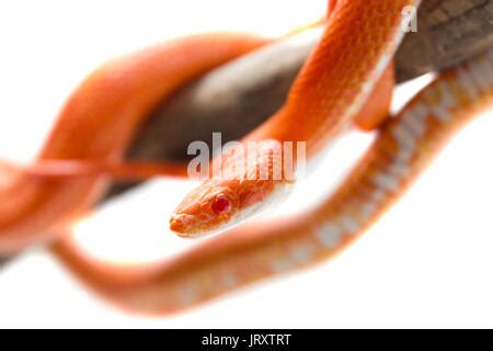 Cute Corn Snake Female On A Tree On Dark Background Hypo Fire Morph