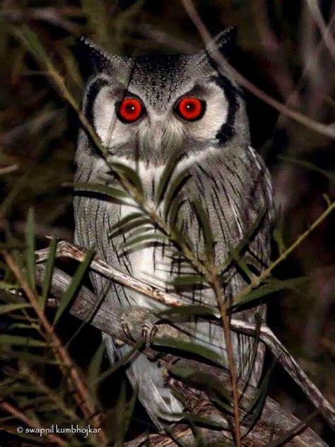 Owl With Red Eyes Creepy