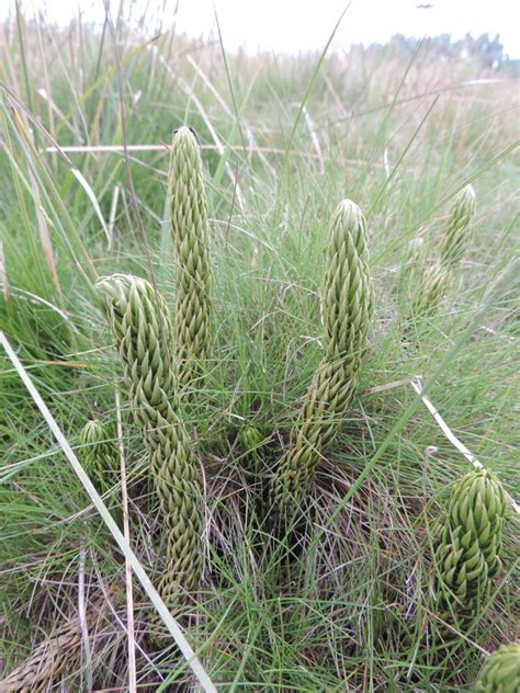 Central African Plants A Photo Guide Huperzia Saururus Lam Trevis