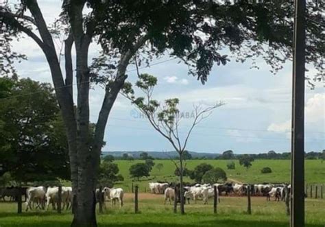 Fazenda Salas Na Fazenda Zona Rural Nova Mutum Mt Id