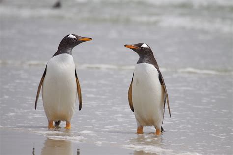 How Much Do Penguins Weigh? - Penguins Blog