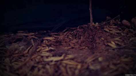 Horny Brunette Charlotte Sartre Gets Her Ass Gaped By A Hung Studs Cock From Dark Perversions