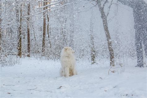 Premium Photo | A polar bear in the snow