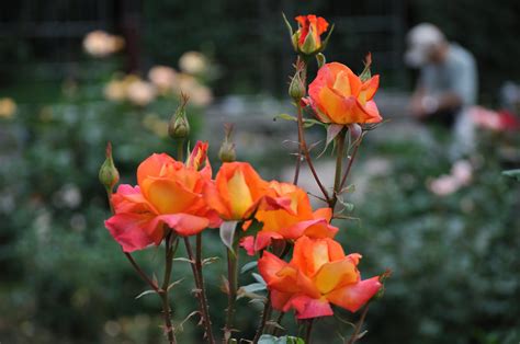 Роза плетистая Оранж Мейландина Rose climbing Orange Meillandina ...