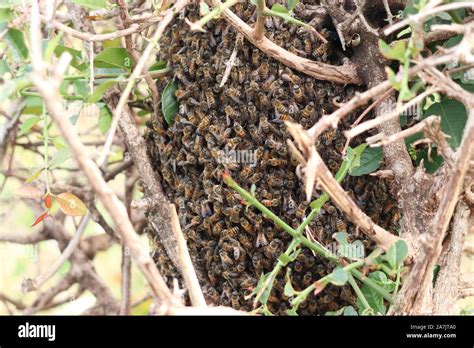 African bee hive hi-res stock photography and images - Alamy