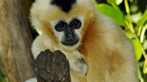 Download A Baby Gibbon Swings From A Tree During Daytime