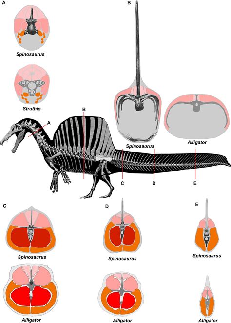 Spinosaurus is not an aquatic dinosaur | eLife