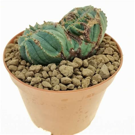 Euphorbia Obesa F Dicotomica Crestata Rare Form Cm