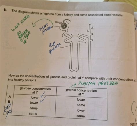 8. The diagram shows a nephron from a kidney and some associated blood ve..