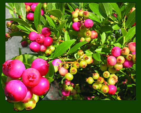 Pink Lemonade Blueberry Must Plant