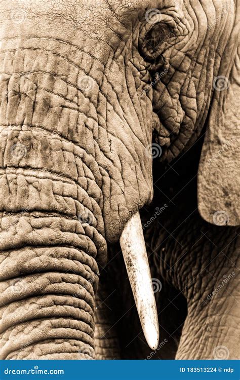 Gros Plan S Pia Demi T Te D L Phant D Afrique Photo Stock Image Du