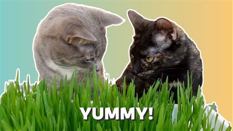 How To Grow Cat Grass From Seed Youtube