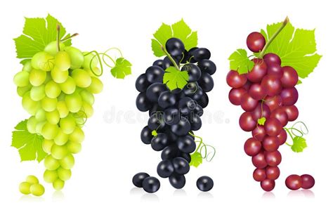 Sistema Del Icono De Las Uvas En C Rculos Coloridos Ilustraci N Del