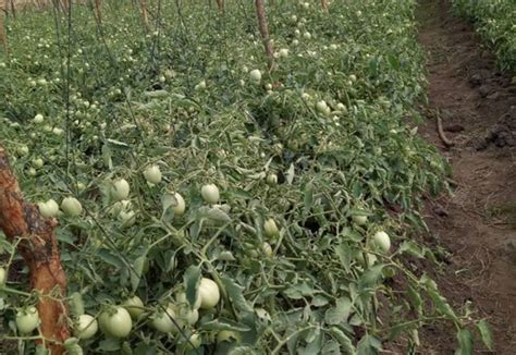 Tomato Farming Business Guide - Agro and More Agri-bussiness Developers Ltd