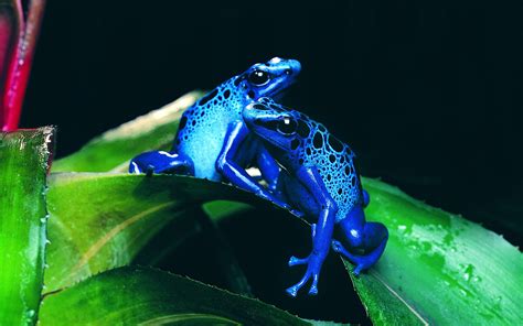 Frog Animals Nature Amphibian Poison Dart Frogs Wallpapers Hd