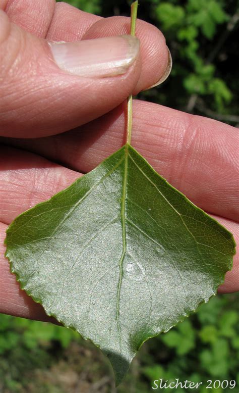 Lombardy Poplar: Populus nigra (Synonyms: Populus dilatata, Populus ...