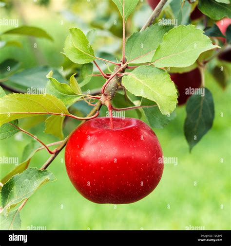 Perfect Beautiful Ripe Red Apple Fruit Growing On Tree In Orchard