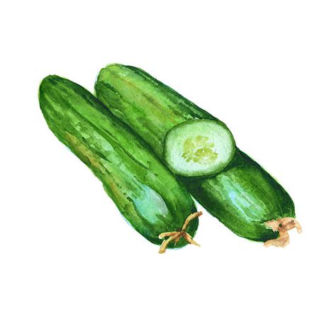 Royalty Free Cucumber Salad Clip Art Vector Images And Illustrations