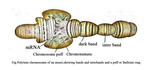 Special Chromosomes In Biology Definition Types And Importance Aesl