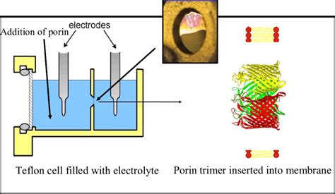 The Experimental Set Up Of Porin Reconstitution In Artificial Lipid