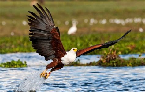 Lake Baringo Bird Checklist Kenya Birding Safaris Kenya Tours