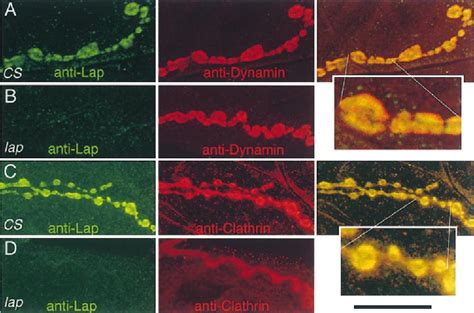 Figure From Synaptic Vesicle Size And Number Are Regulated By A