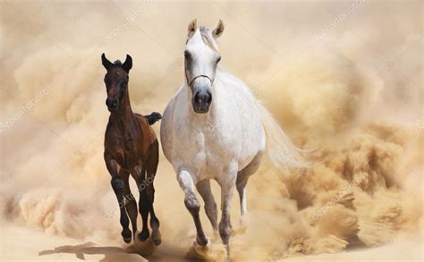 Wild Arabian Horses In The Desert