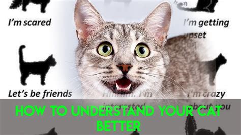 HOW TO UNDERSTAND YOUR CAT BETTER YouTube