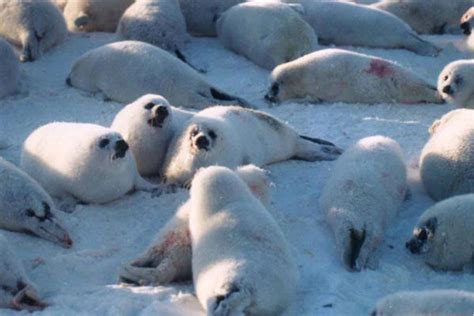 Life Of Harp Seal Life Of Sea