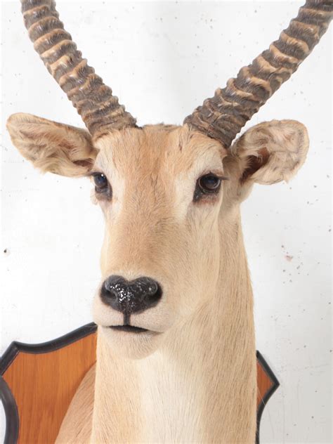 Taxidermy Common Lechwe Shoulder Mount Ebth