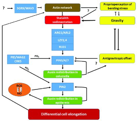 Simplified Hypothetical Model Depicting Some Of The Known Components Of