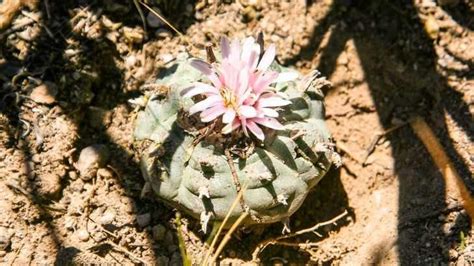 Peyote Todo Lo Que Debes Saber Sobre Este Cactus