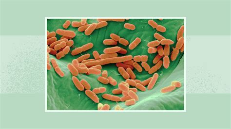 The Connection Between E Coli And Urinary Tract Infections Utis