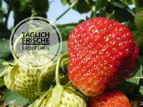 Erdbeeren zum selber pflücken Hofladen Austermann