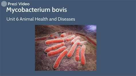 Mycobacterium Bovis By Justine Warne On Prezi Video