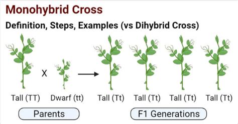 Difference Between Dihybrid Cross and Monohybrid Cross