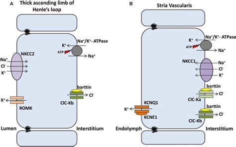 Hearing Loss In Chronic Kidney Disease Intechopen