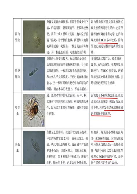 活性污泥微生物镜检，附35种微生物图谱和10个问答 土木在线