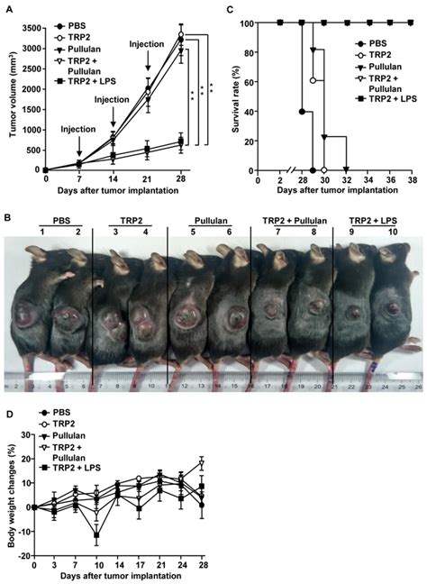 Oncotarget Maturation Of Dendritic Cells By Pullulan Promotes Anti