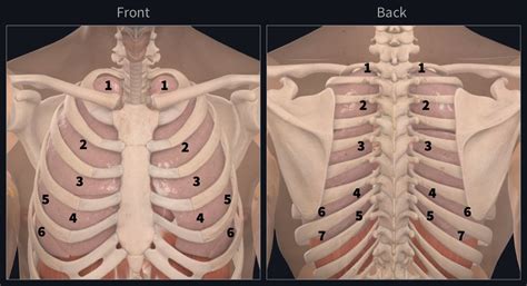 lung auscultation zones  kiara vaux blog