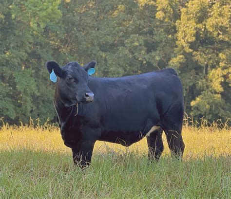 Four Corner Farms joins American Angus Association - Lowndes Signal ...