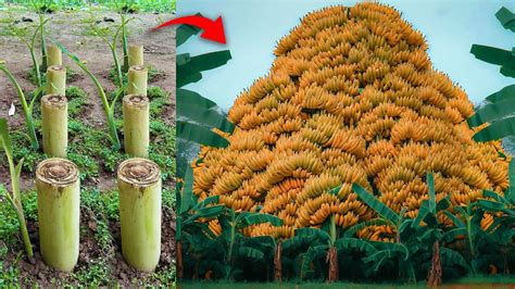 Best How To Grafting Banana Tree That Get Amazing Results Using