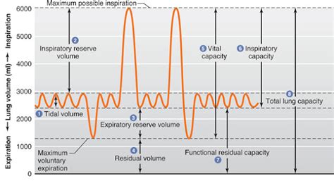 Spirometry Normal Values Chart