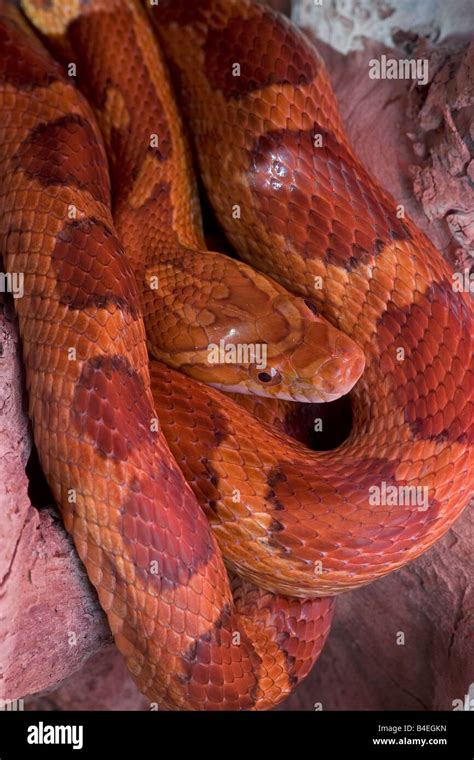 Corn Snake Pantherophis Guttatus Captive Formerly Elaphe Guttata