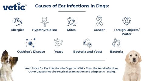 Antibiotics for Dogs: Uses, Safety, Side Effects and More