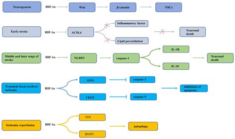 Hif In Cerebral Ischemia Review